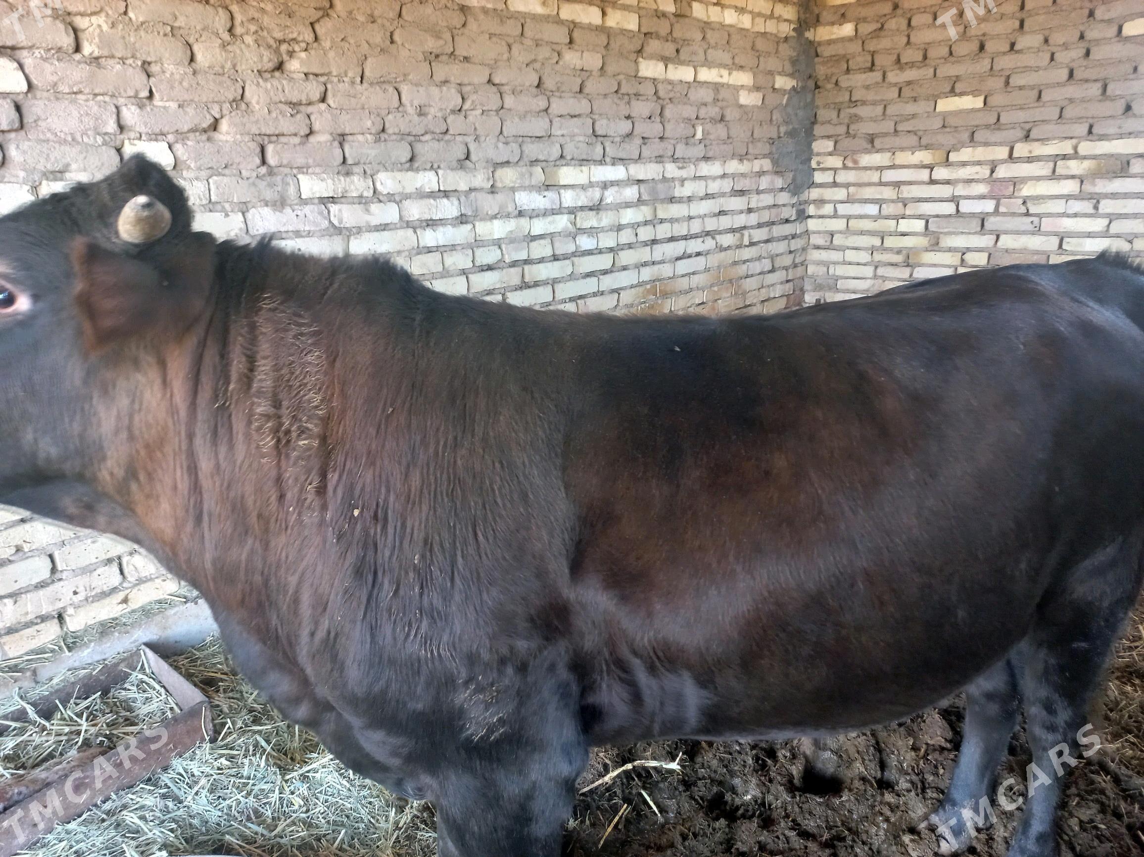 öküz - Мургап - img 1