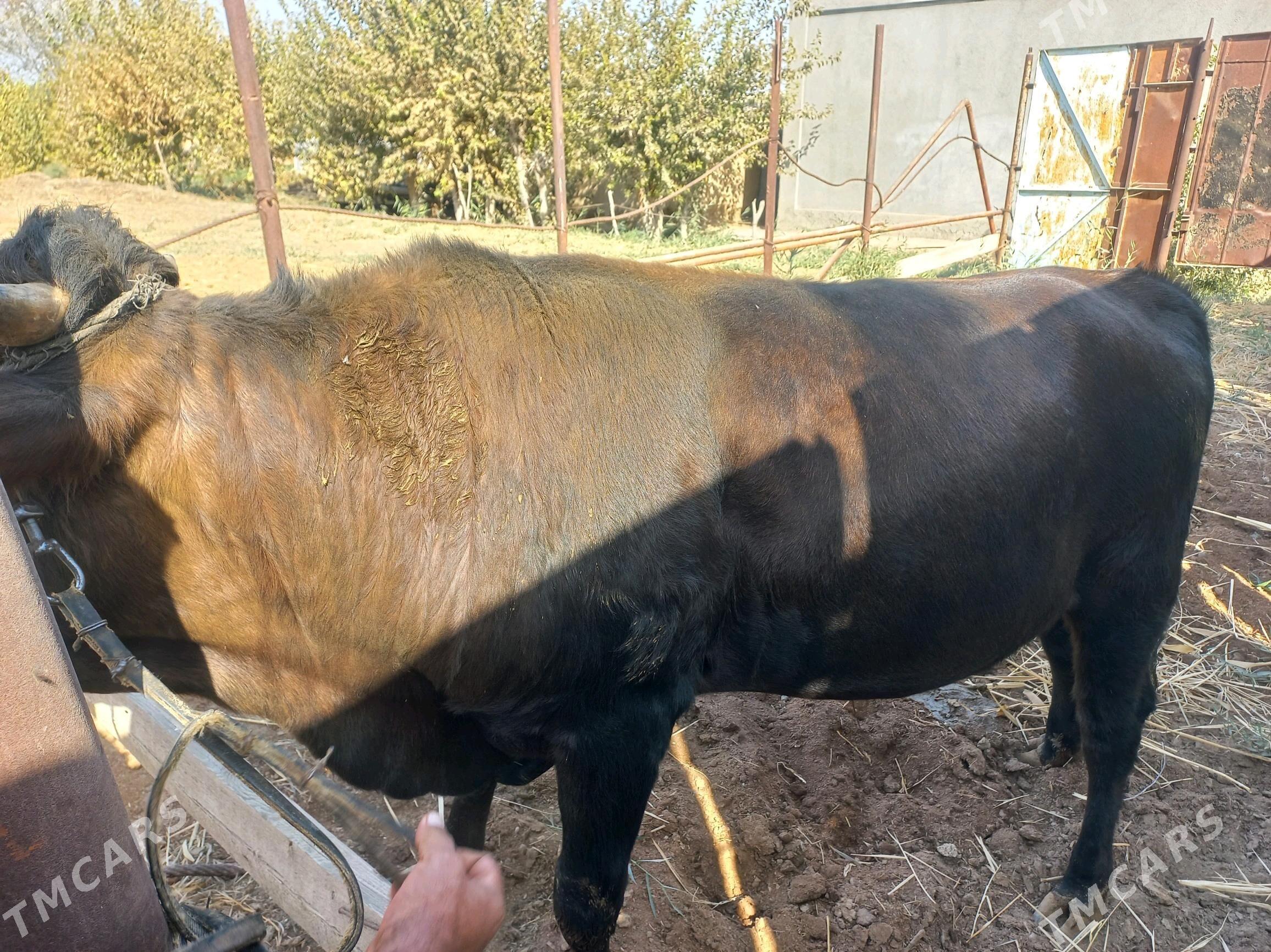 öküz - Мургап - img 2