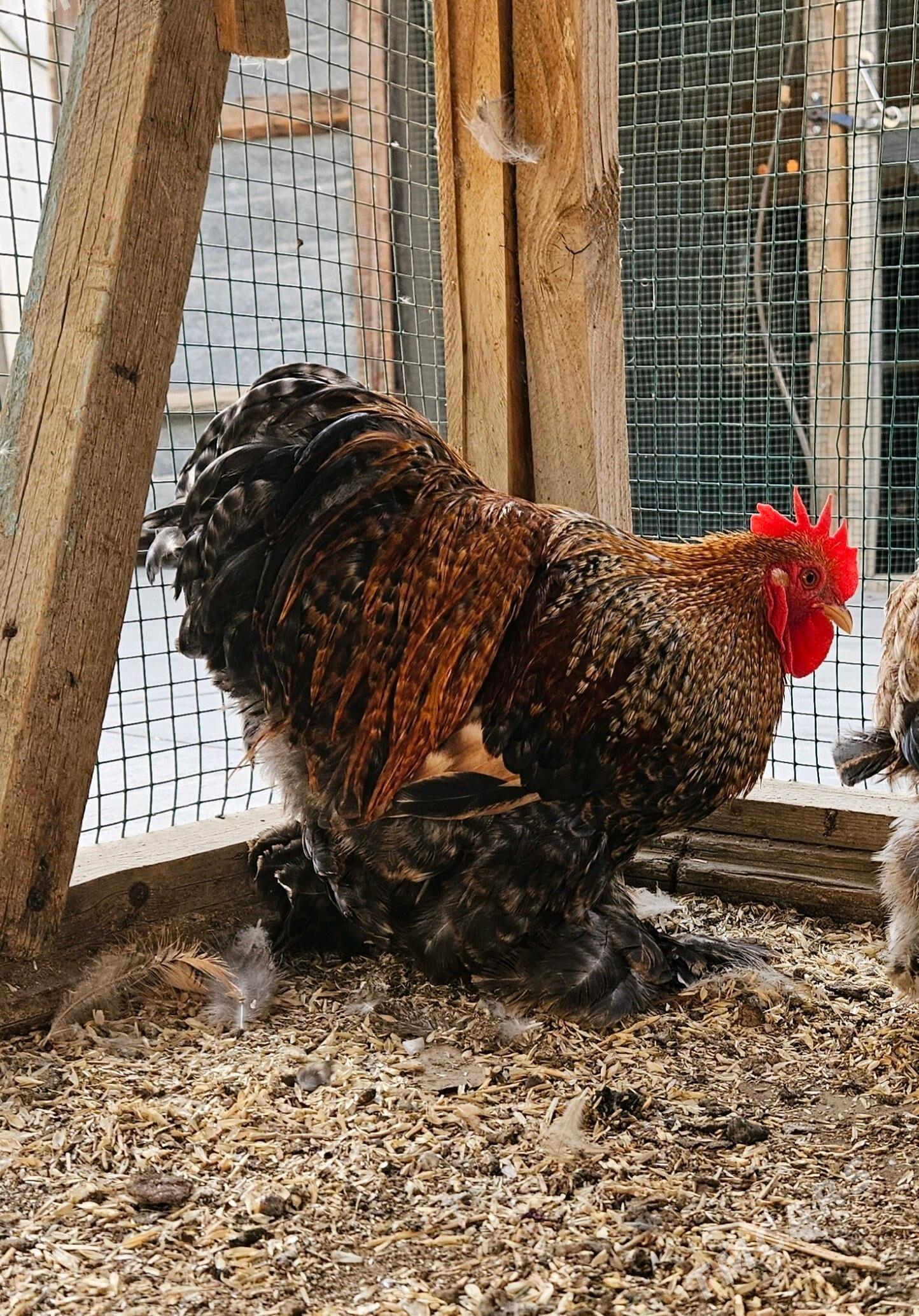 KOHIN KARLIK - Гёкдепе - img 2