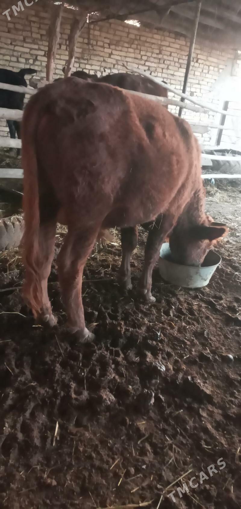 Öküz - Saýat - img 3