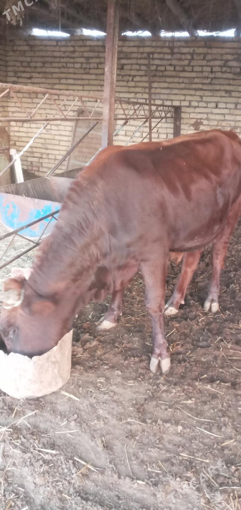 Öküz - Saýat - img 5