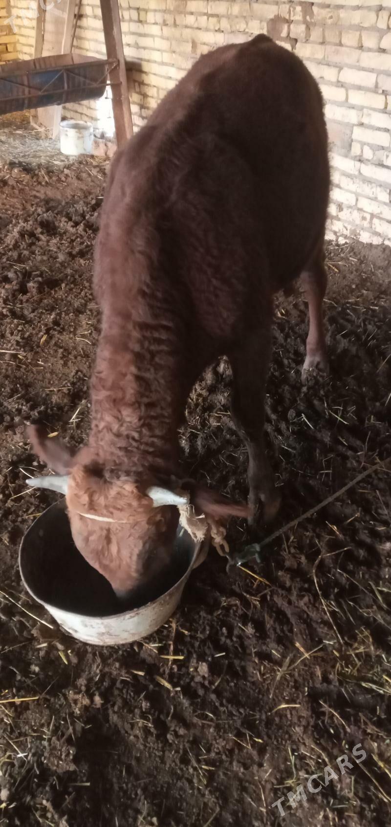 Öküz - Saýat - img 2