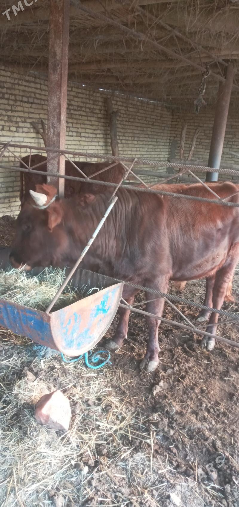 Öküz - Saýat - img 4