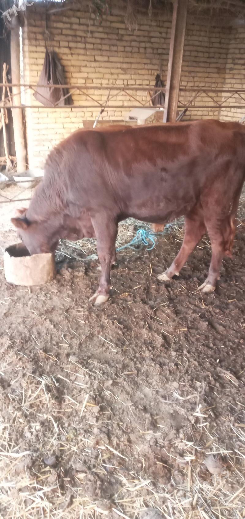 Öküz - Saýat - img 6