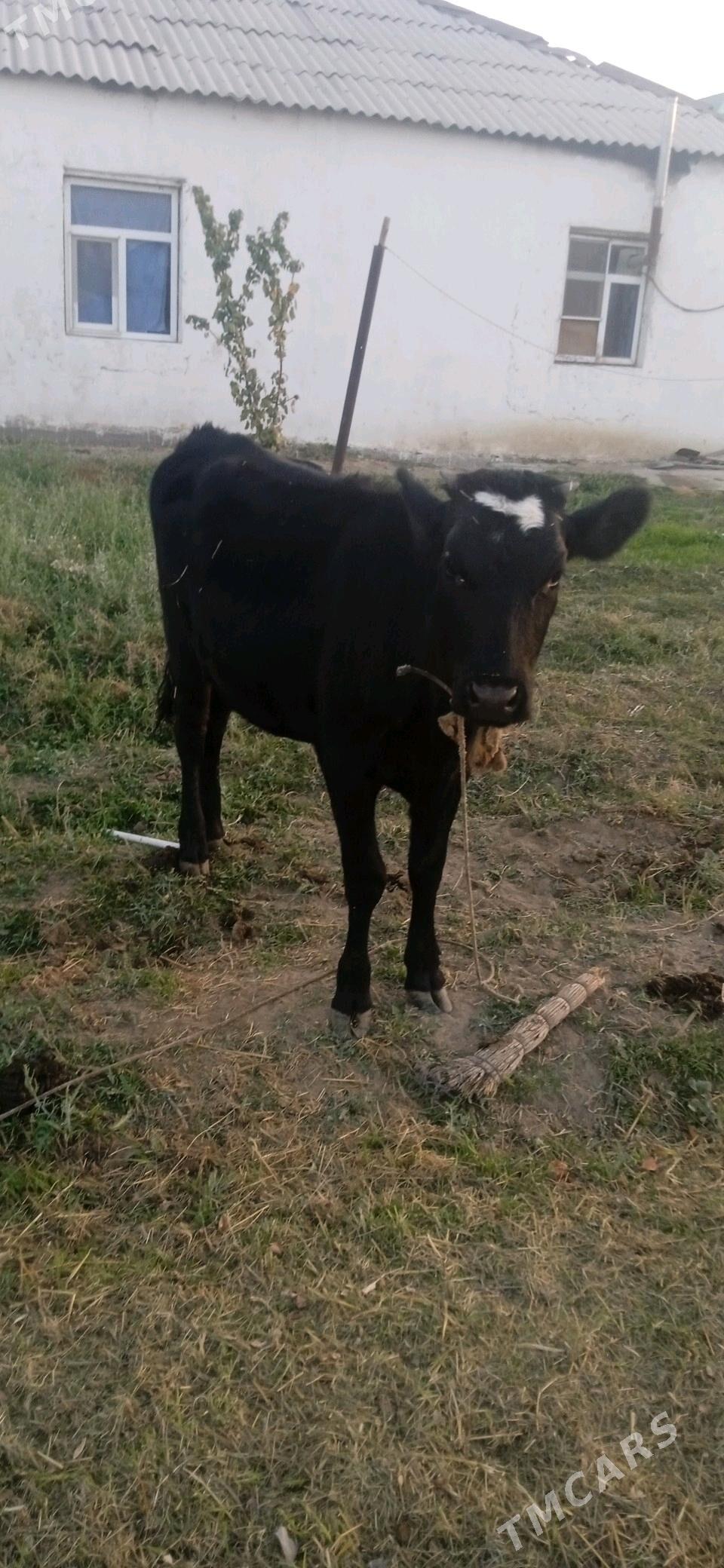 tuwe.sygyr.okuz.mal - Gökdepe - img 3