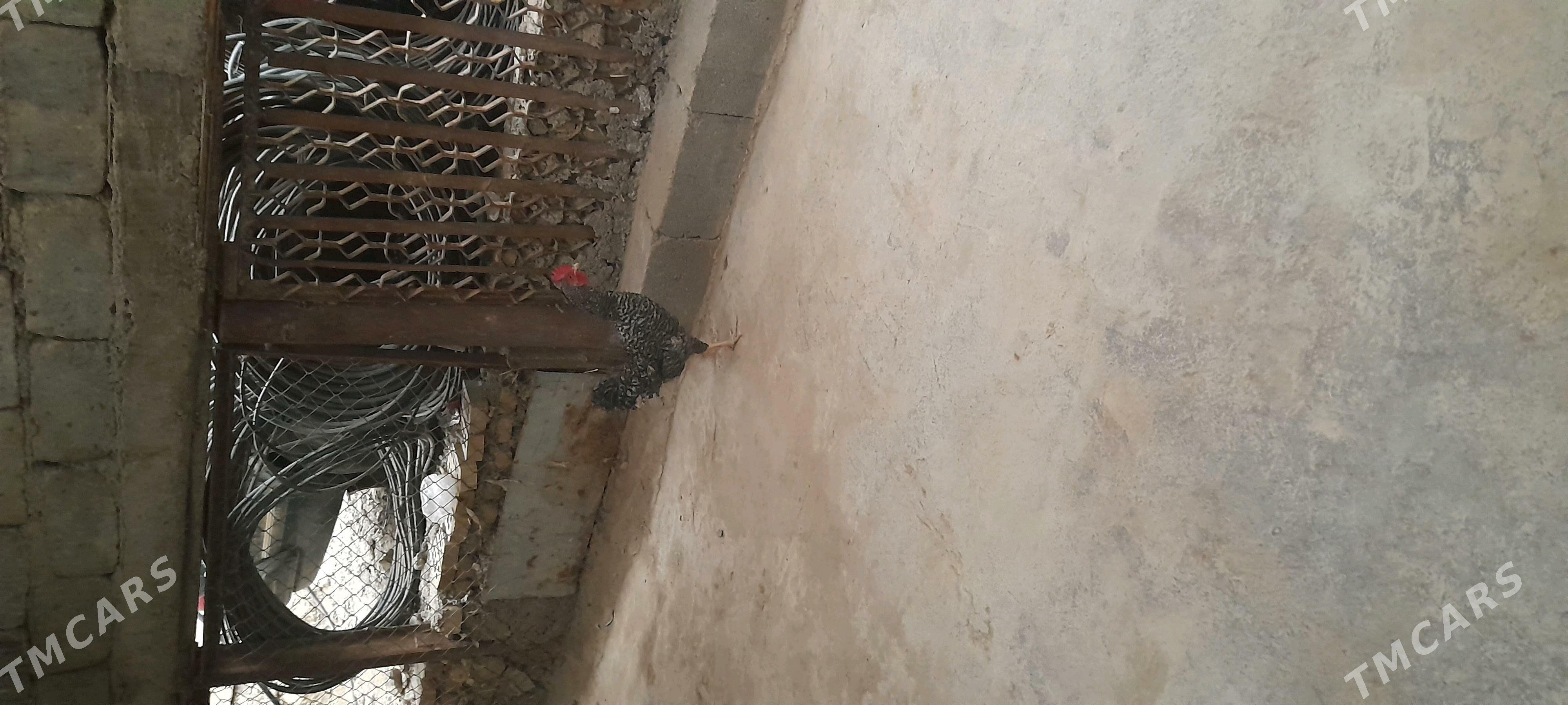 daminat  juje horaz gigant - Aşgabat - img 4