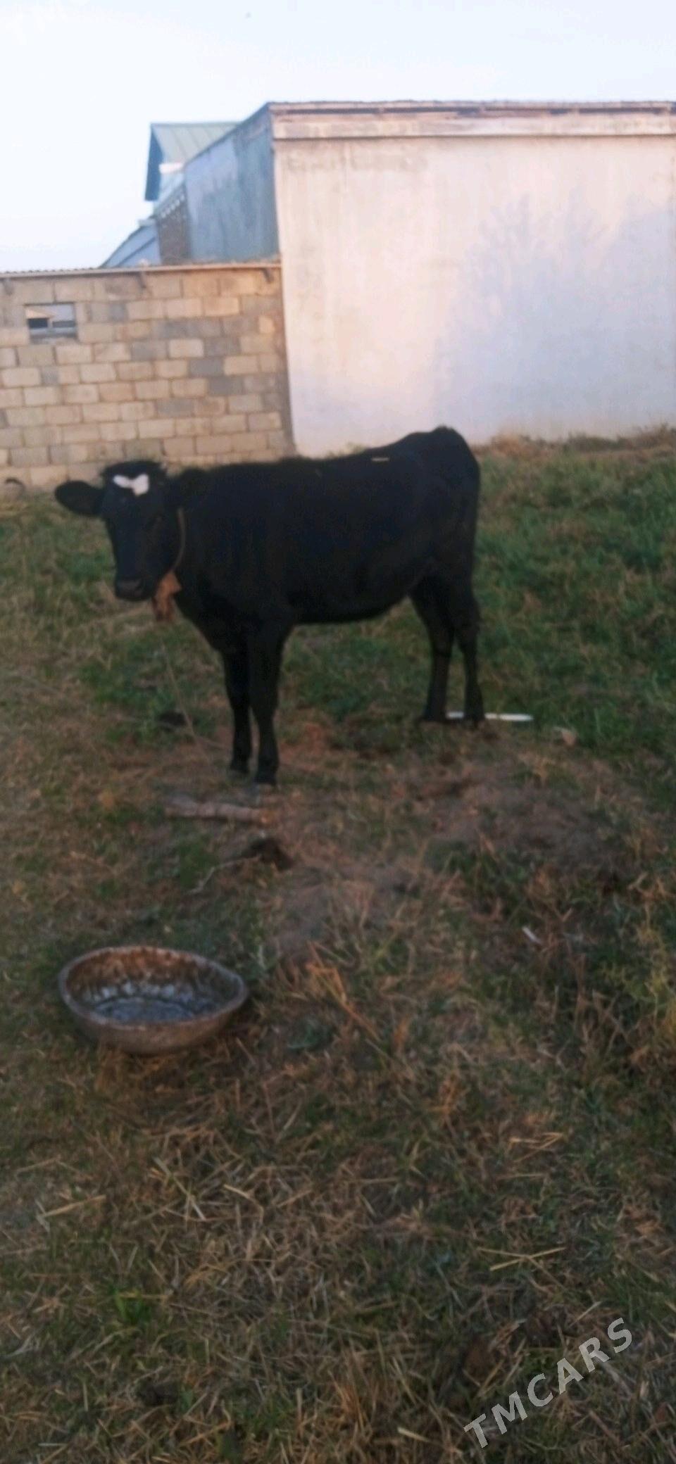 tuwe.sygyr.okuz.mal - Gökdepe - img 2