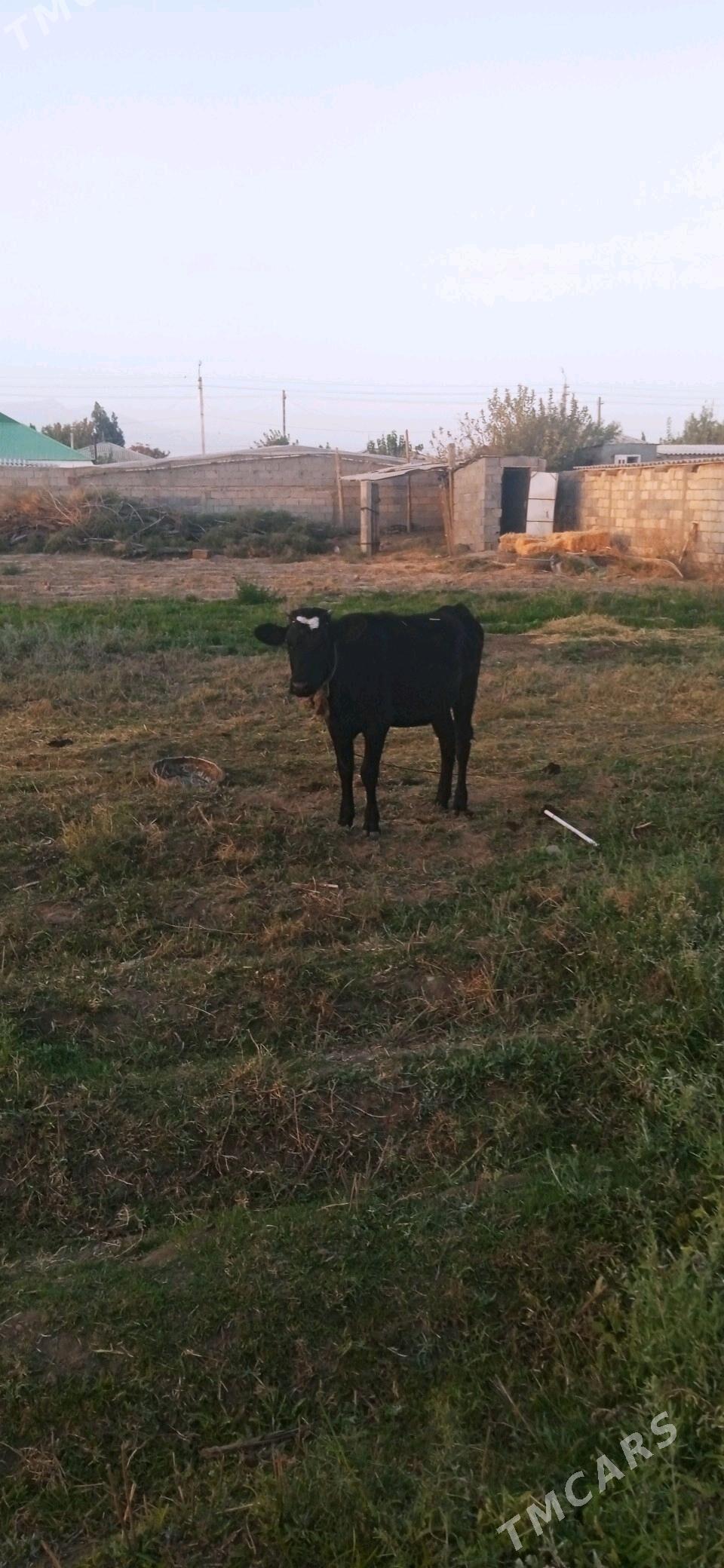 tuwe.sygyr.okuz.mal - Gökdepe - img 6