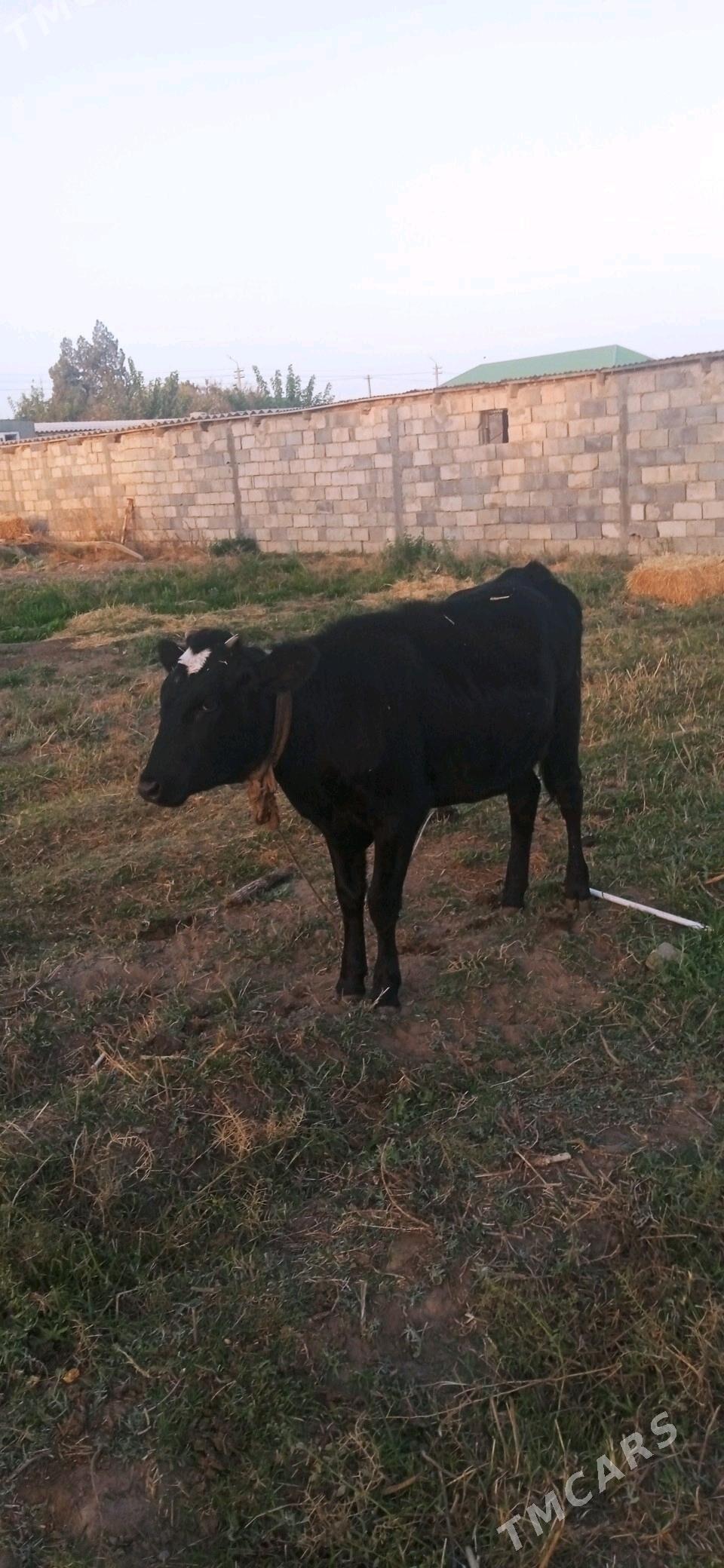 tuwe.sygyr.okuz.mal - Gökdepe - img 5