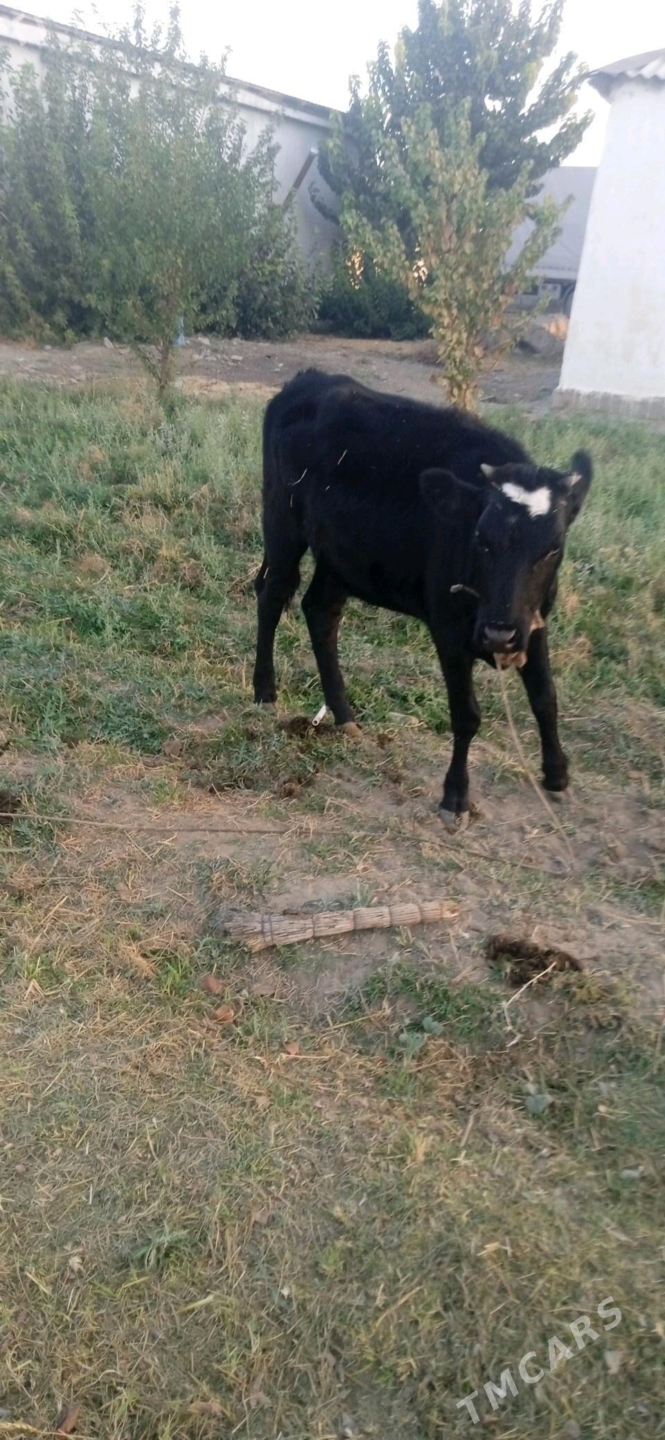 tuwe.sygyr.okuz.mal - Gökdepe - img 4