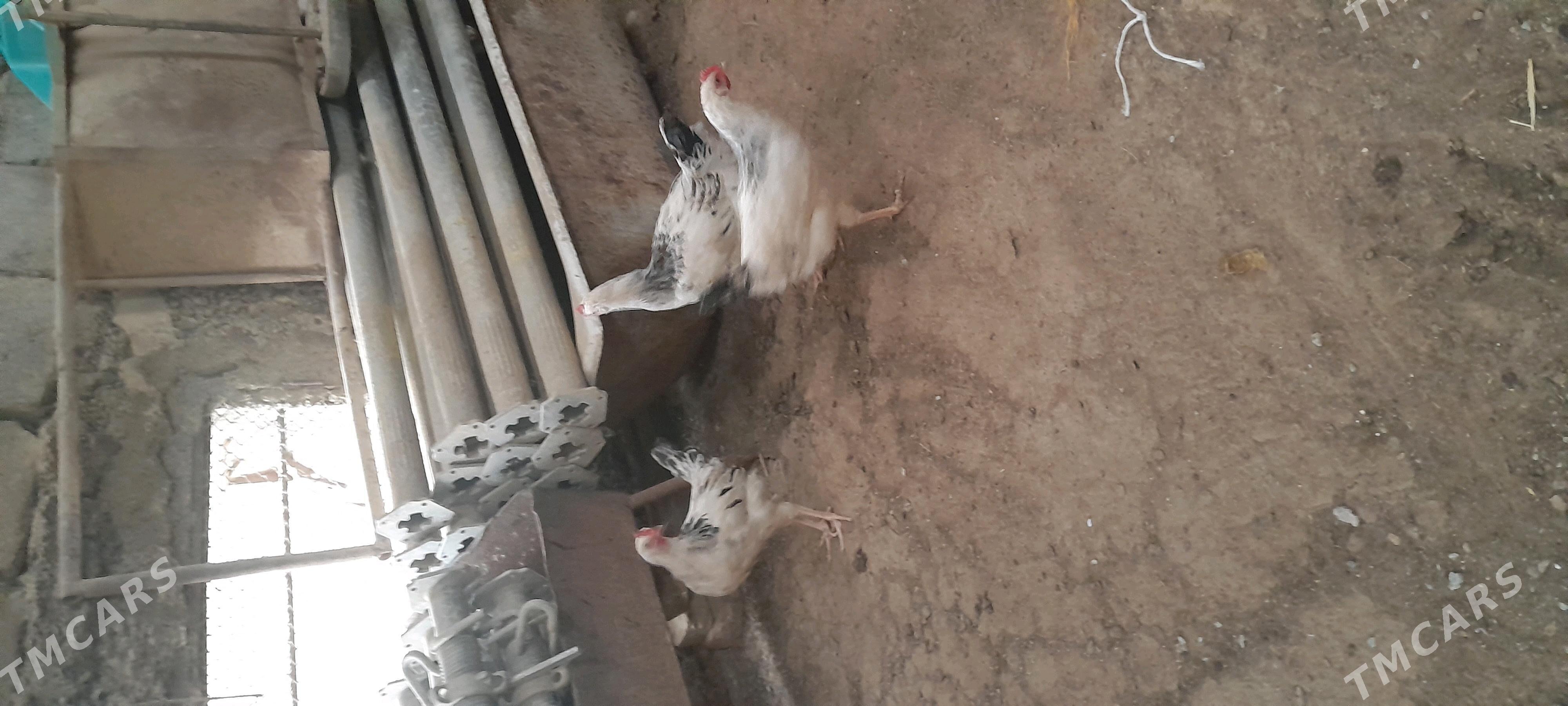 adiler juje horaz gigant - Aşgabat - img 2