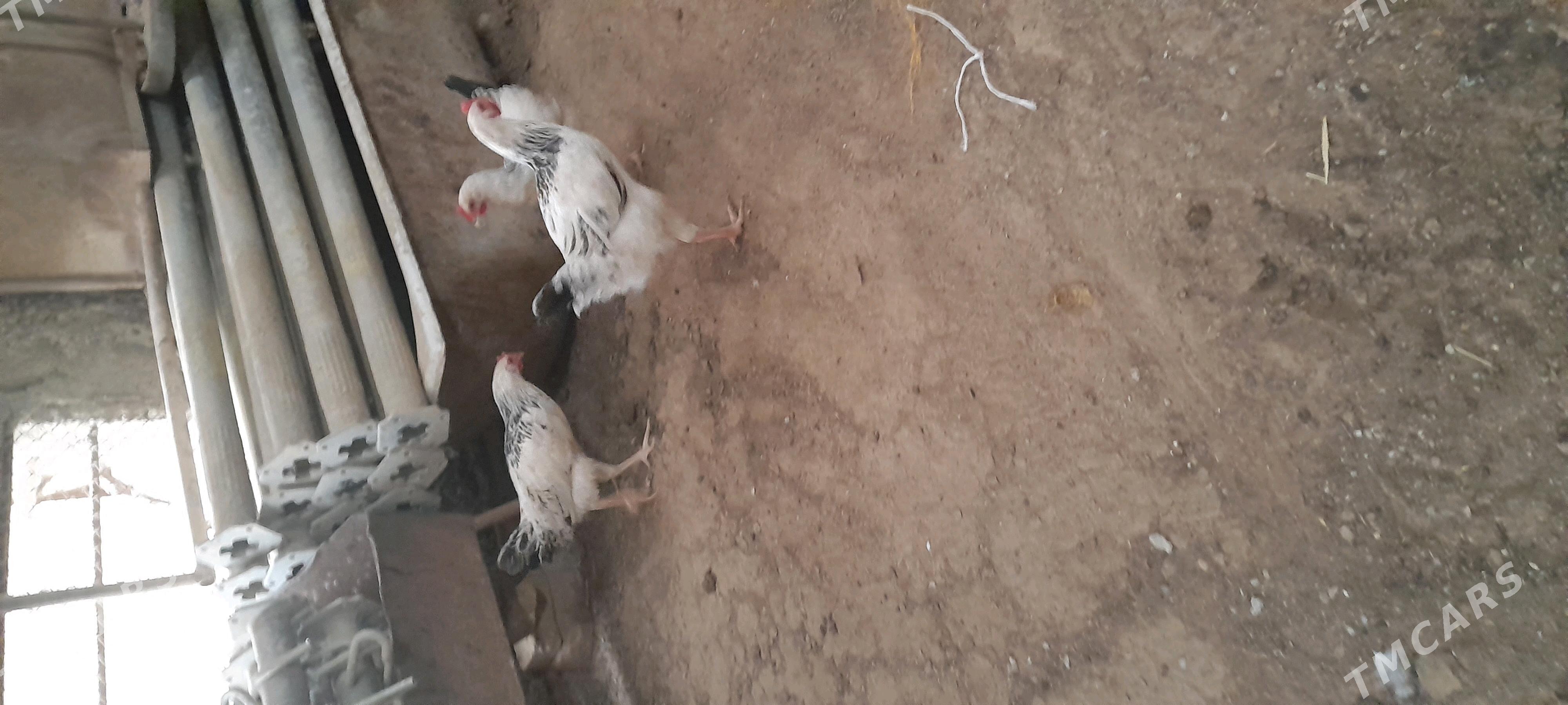 adiler juje horaz gigant - Aşgabat - img 3