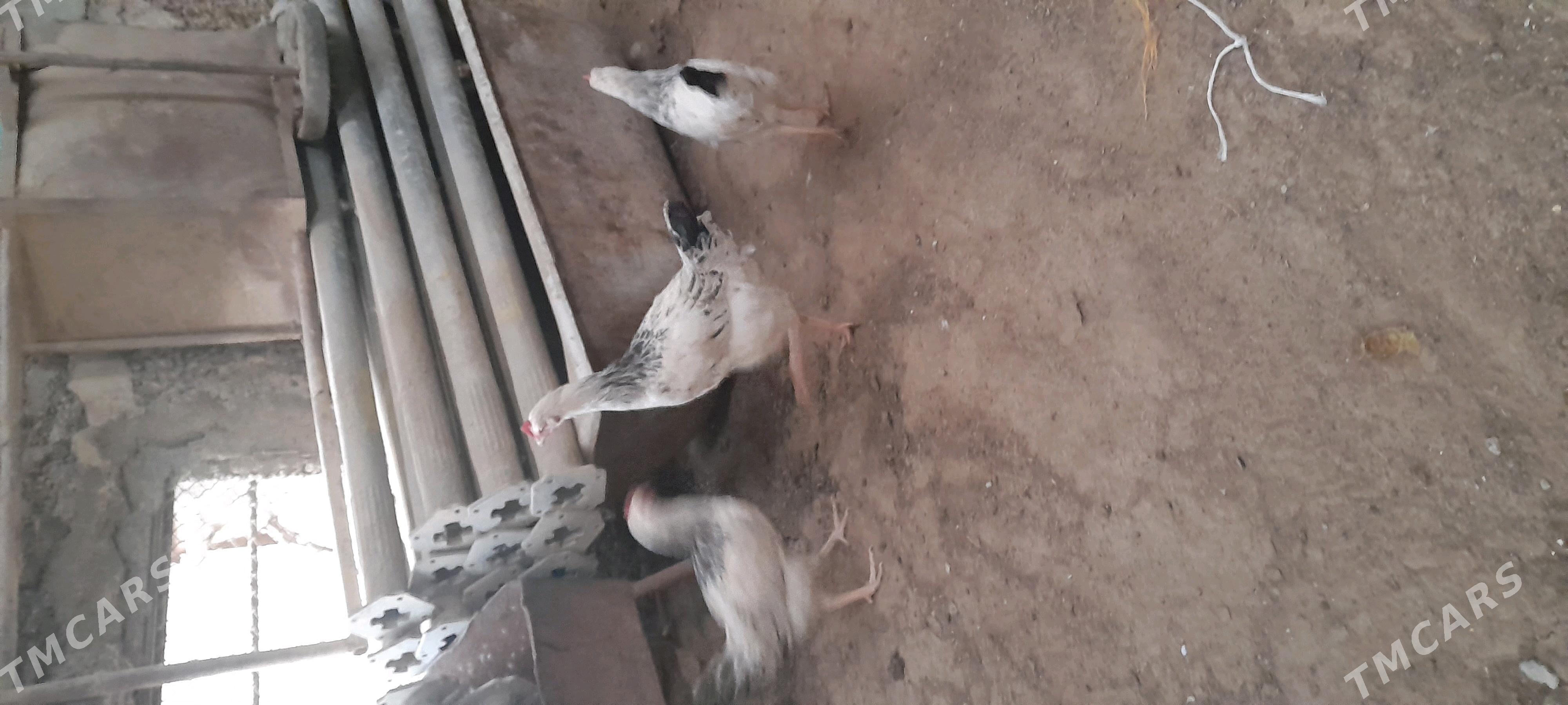 adiler juje horaz gigant - Aşgabat - img 4