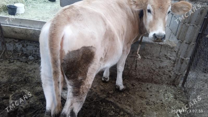 okuz,tuwe,gysyr,sygyr, - Bäherden - img 4