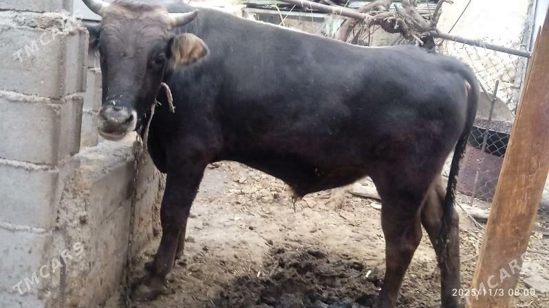 okuz,tuwe,gysyr,sygyr, - Bäherden - img 3