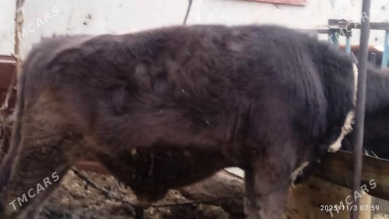 okuz,tuwe,gysyr,sygyr, - Bäherden - img 1