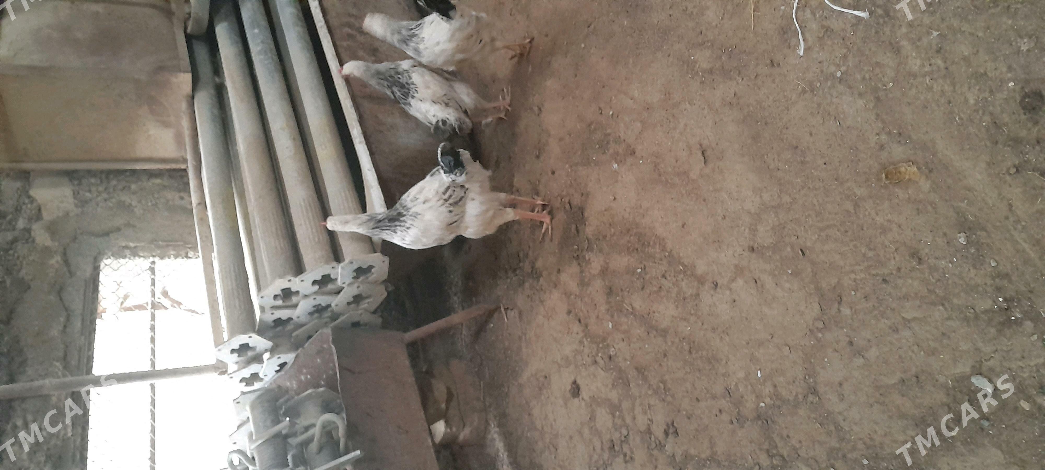 adiler juje horaz gigant - Aşgabat - img 5