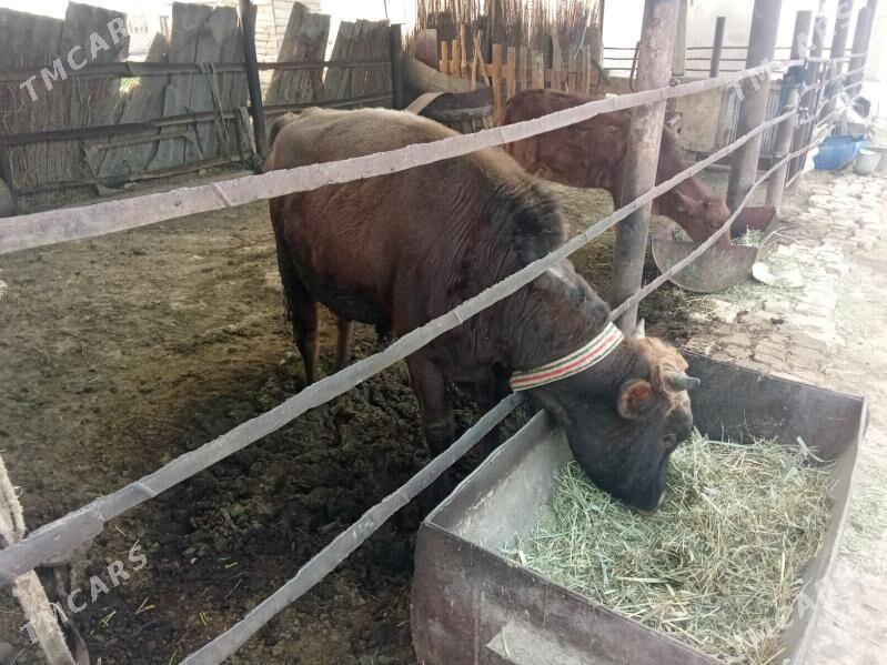 Okuz - Wekilbazar - img 2