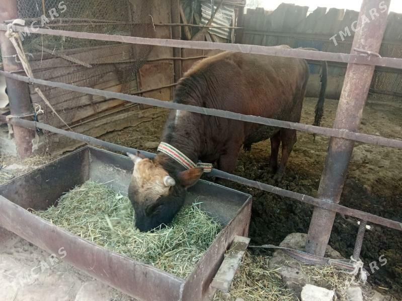 Okuz - Wekilbazar - img 1