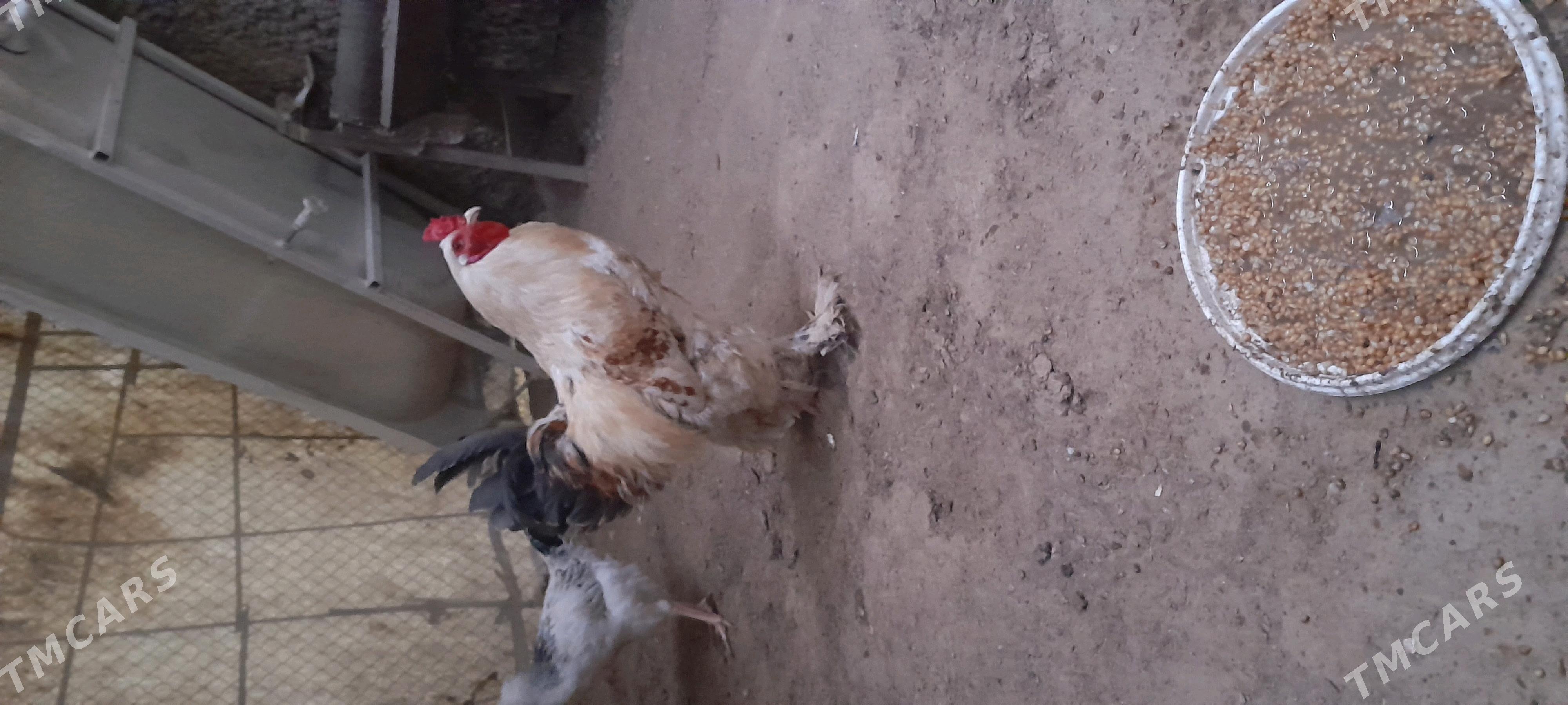 Balgar Horaz gigant paroda - Aşgabat - img 4