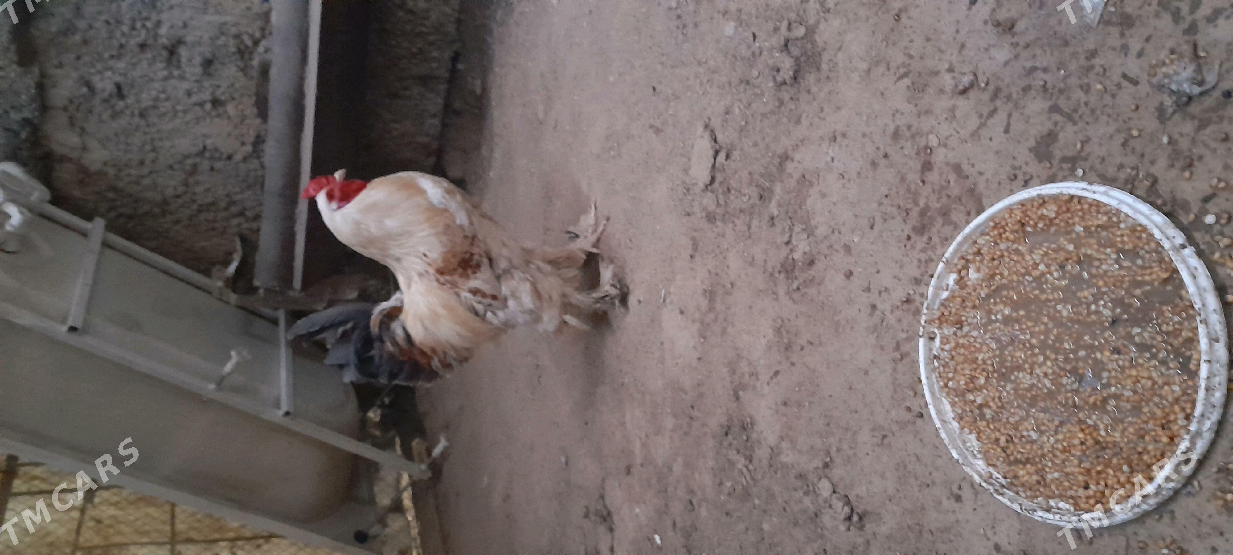 Balgar Horaz gigant paroda - Aşgabat - img 2