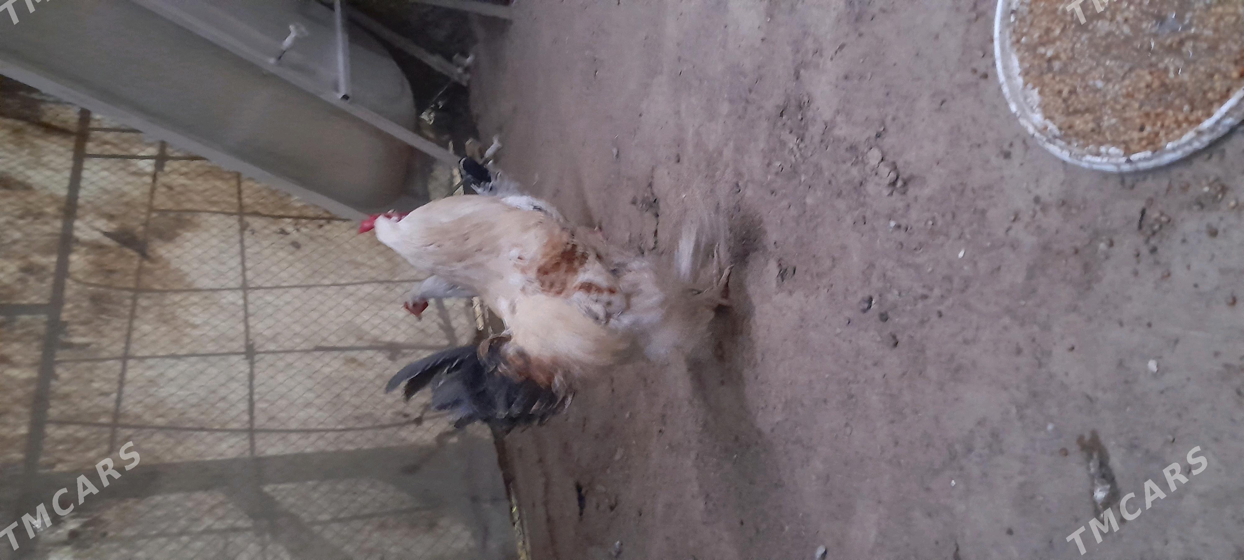 Balgar Horaz gigant paroda - Aşgabat - img 5