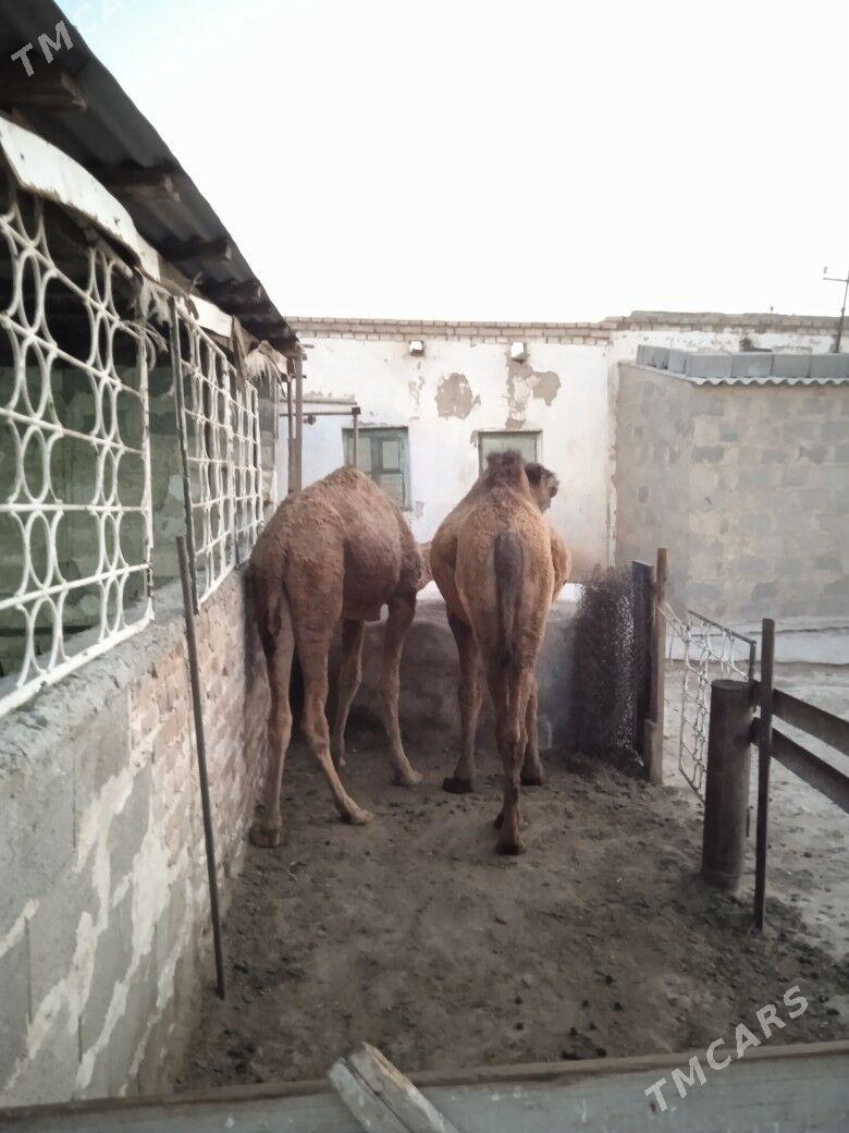 ogsuk - Гызыларбат - img 4