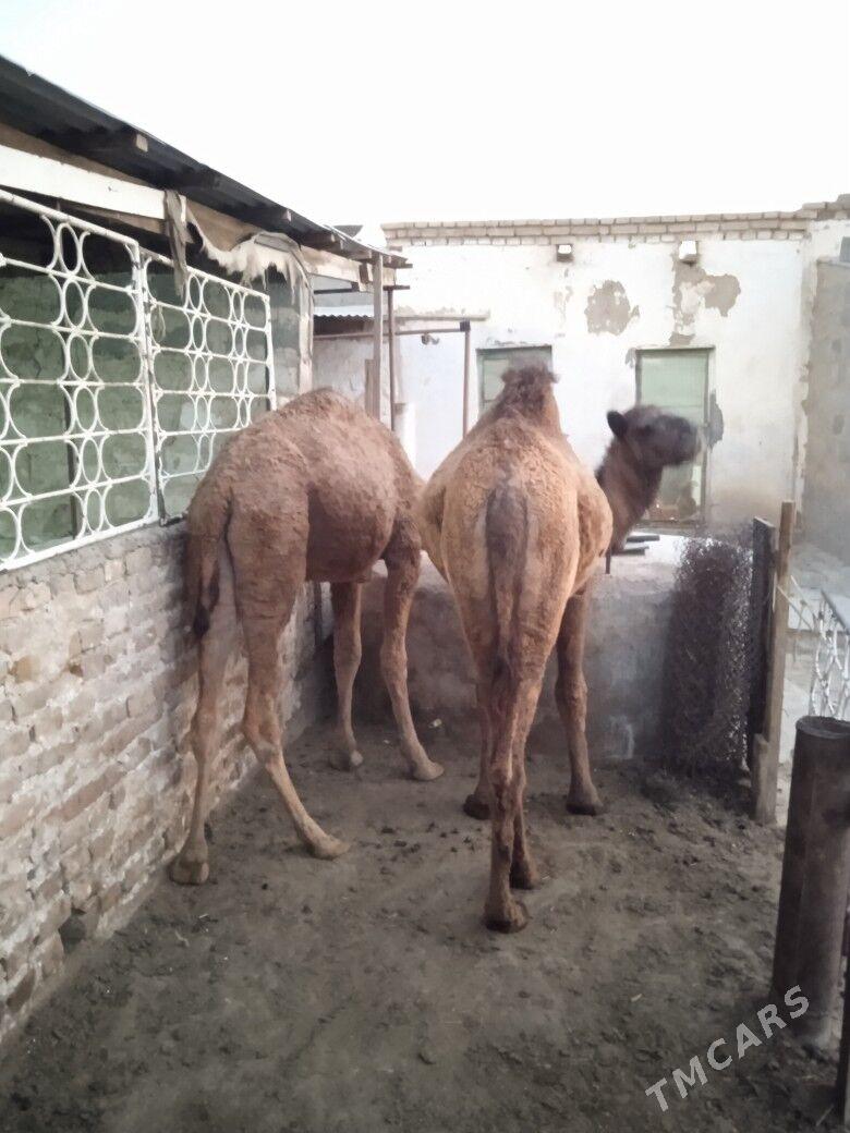 ogsuk - Гызыларбат - img 3