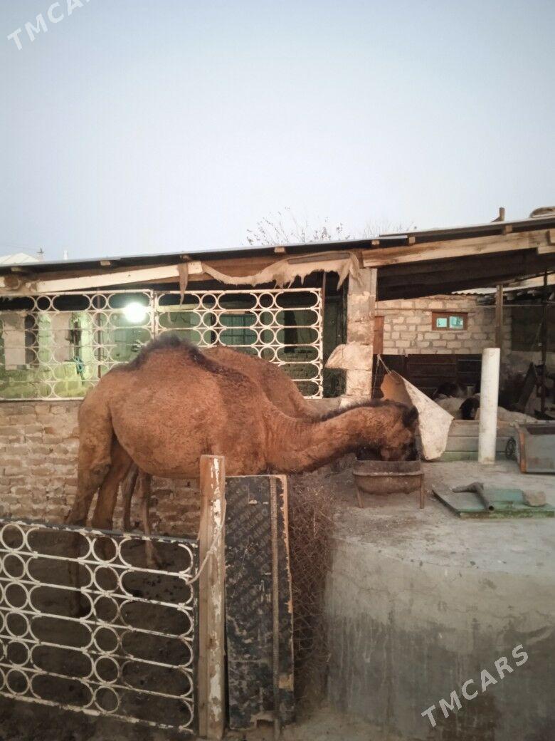 ogsuk - Гызыларбат - img 2