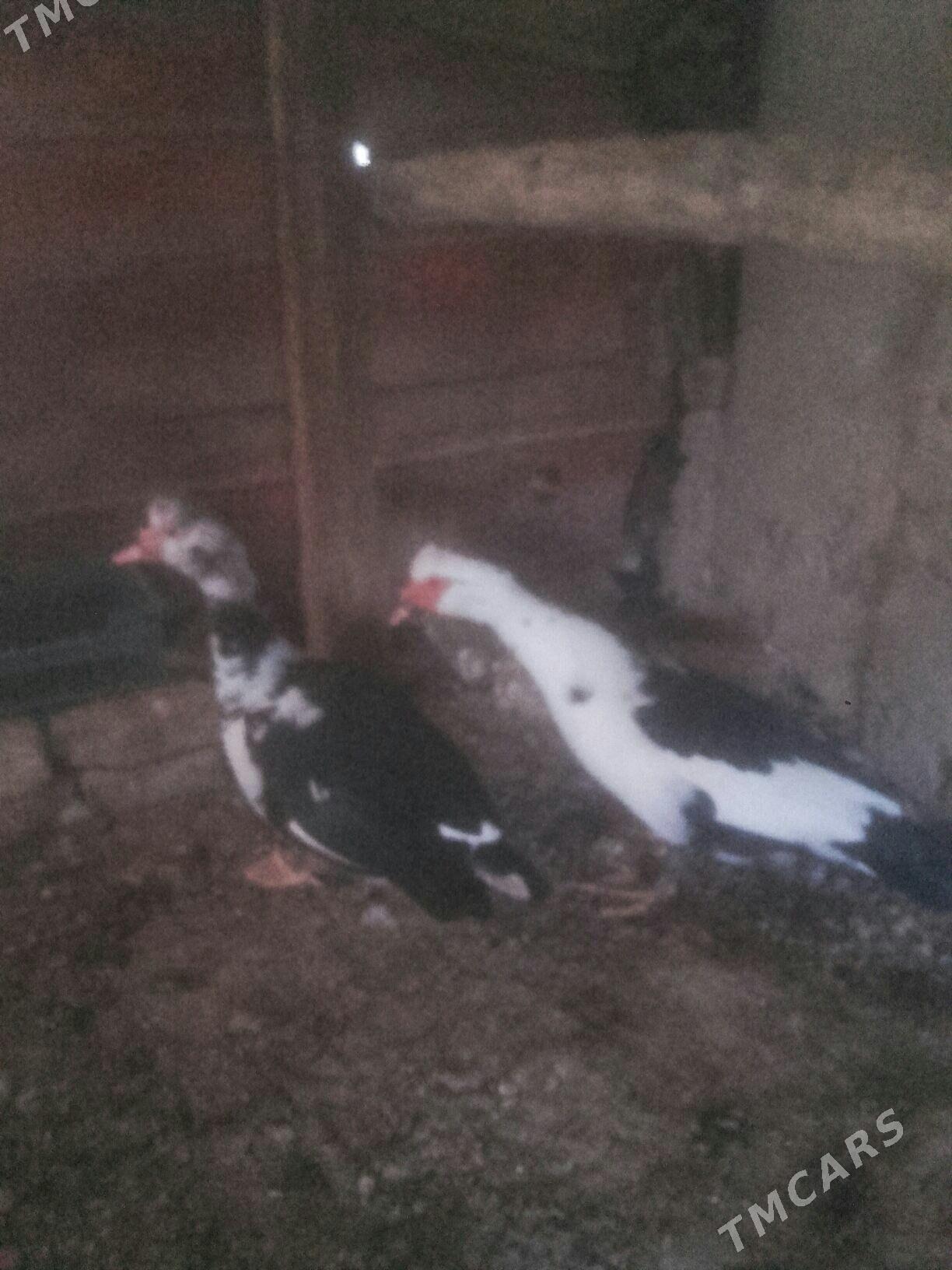 erkek ordek. - Murgap - img 1