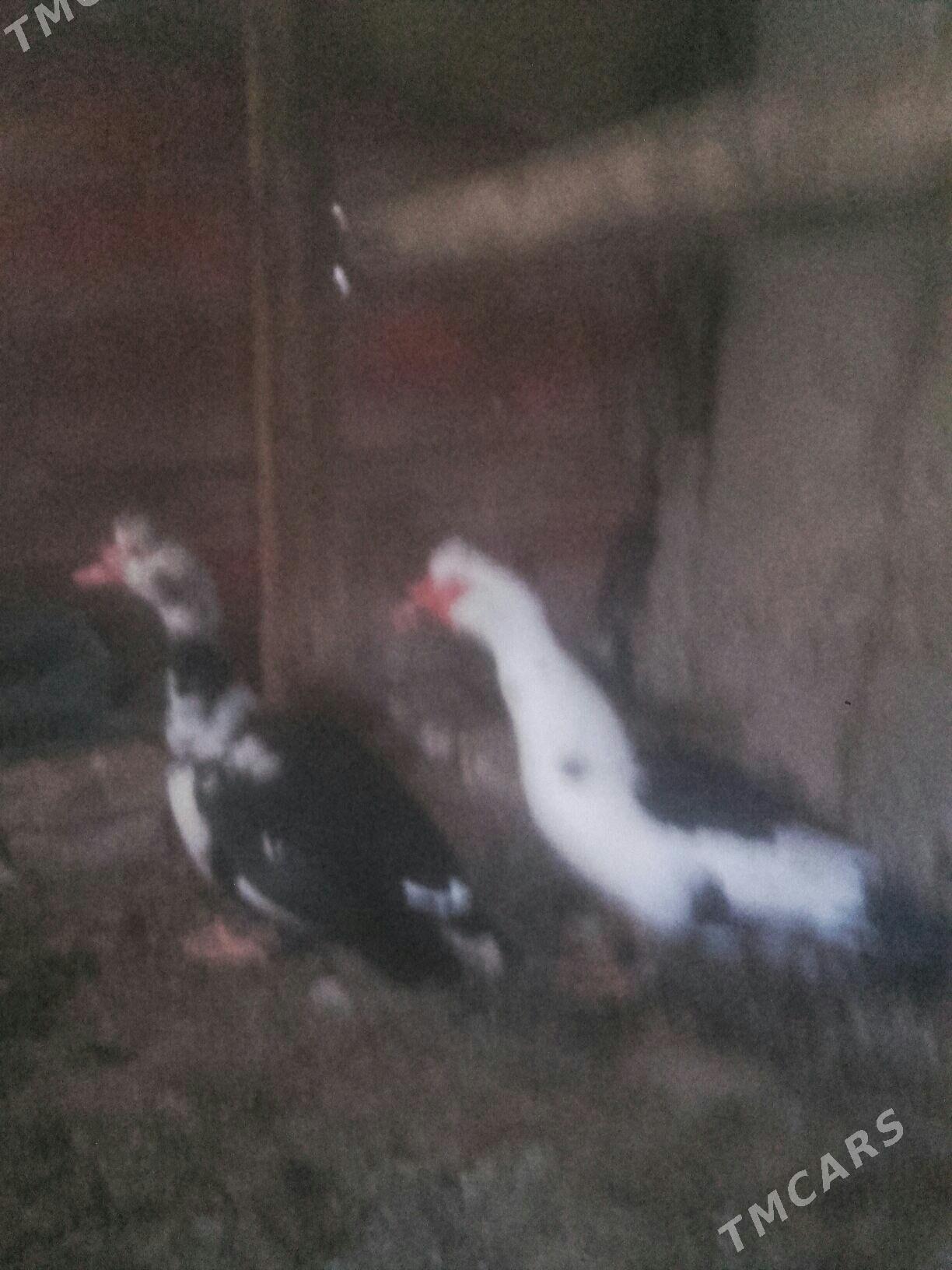 erkek ordek. - Murgap - img 2