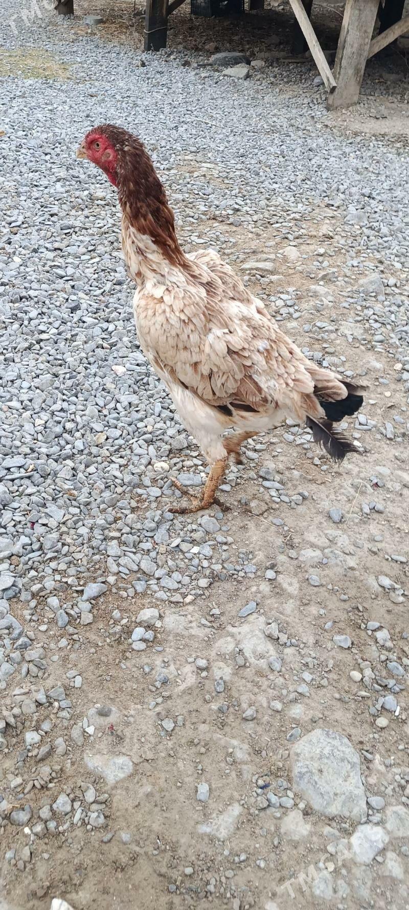 маки - Гёкдепе - img 2