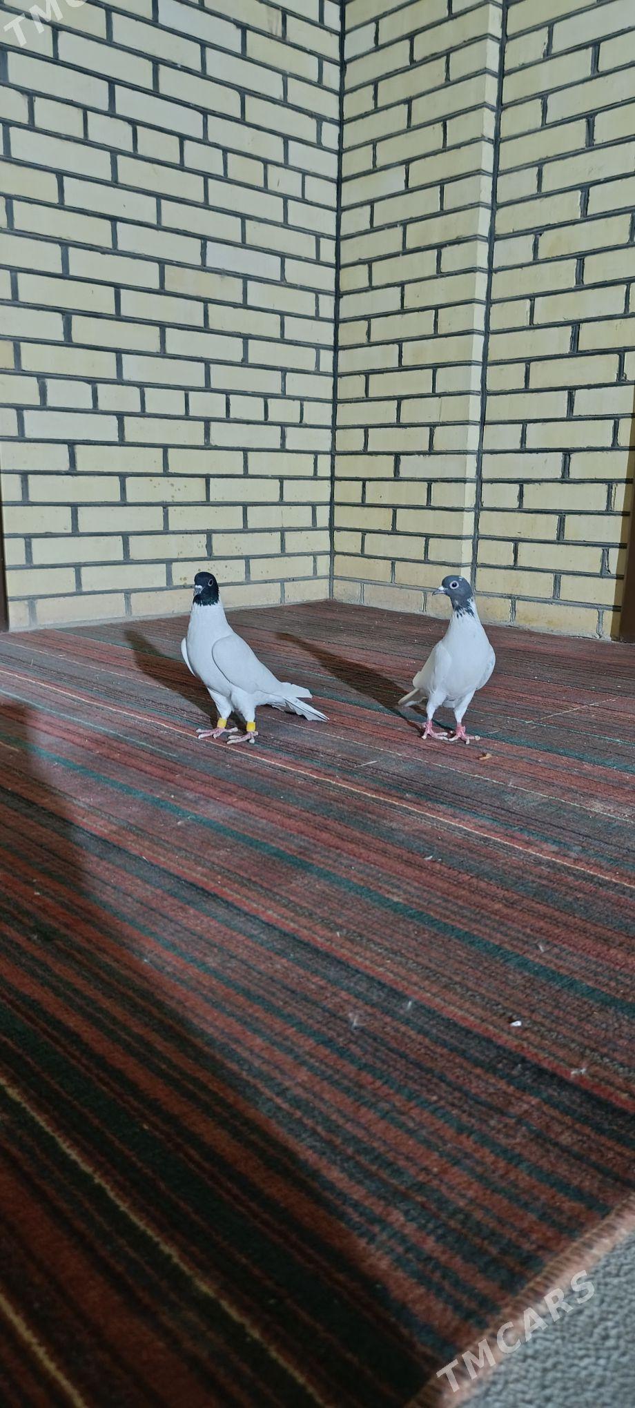 kepderi - Mary - img 2