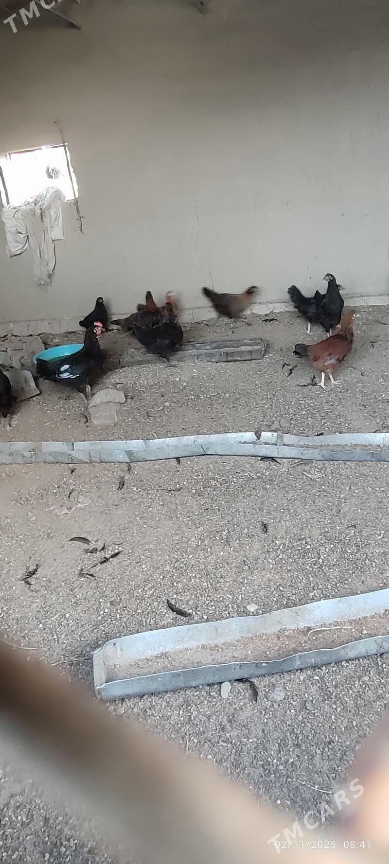 Yasajyk towuklar - Murgap - img 4