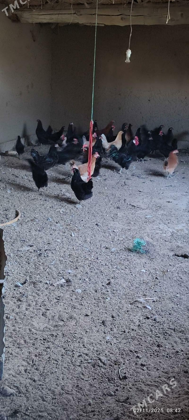 Yasajyk towuklar - Murgap - img 2