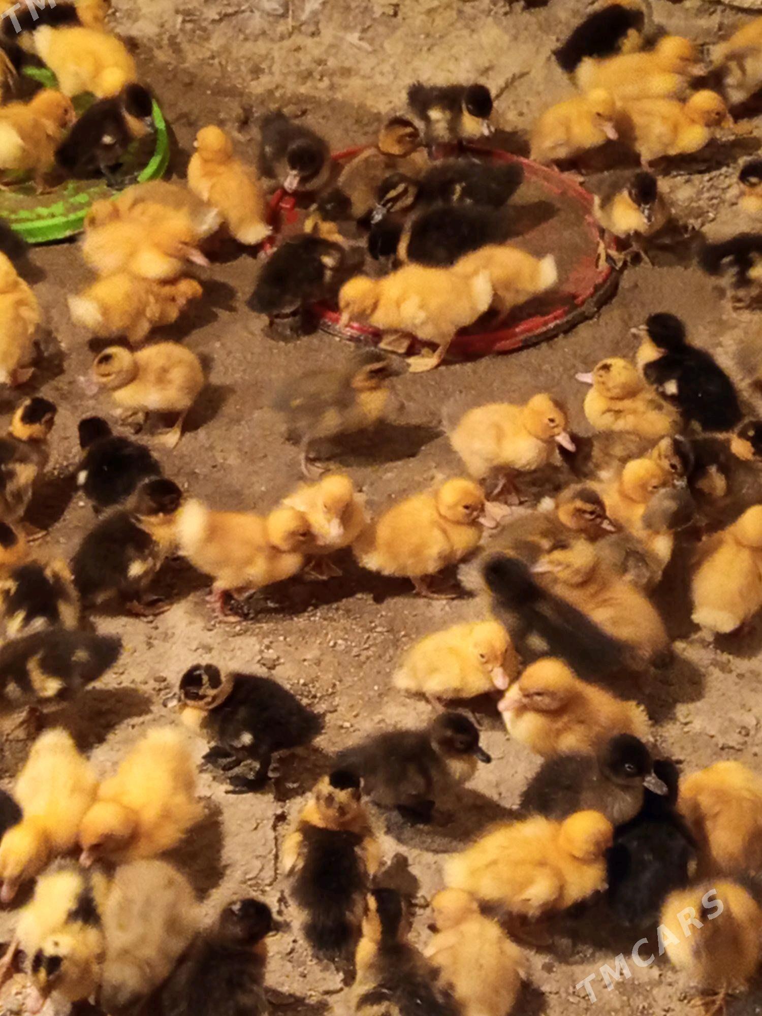 gak gak ördek jüýje - Bereket - img 1