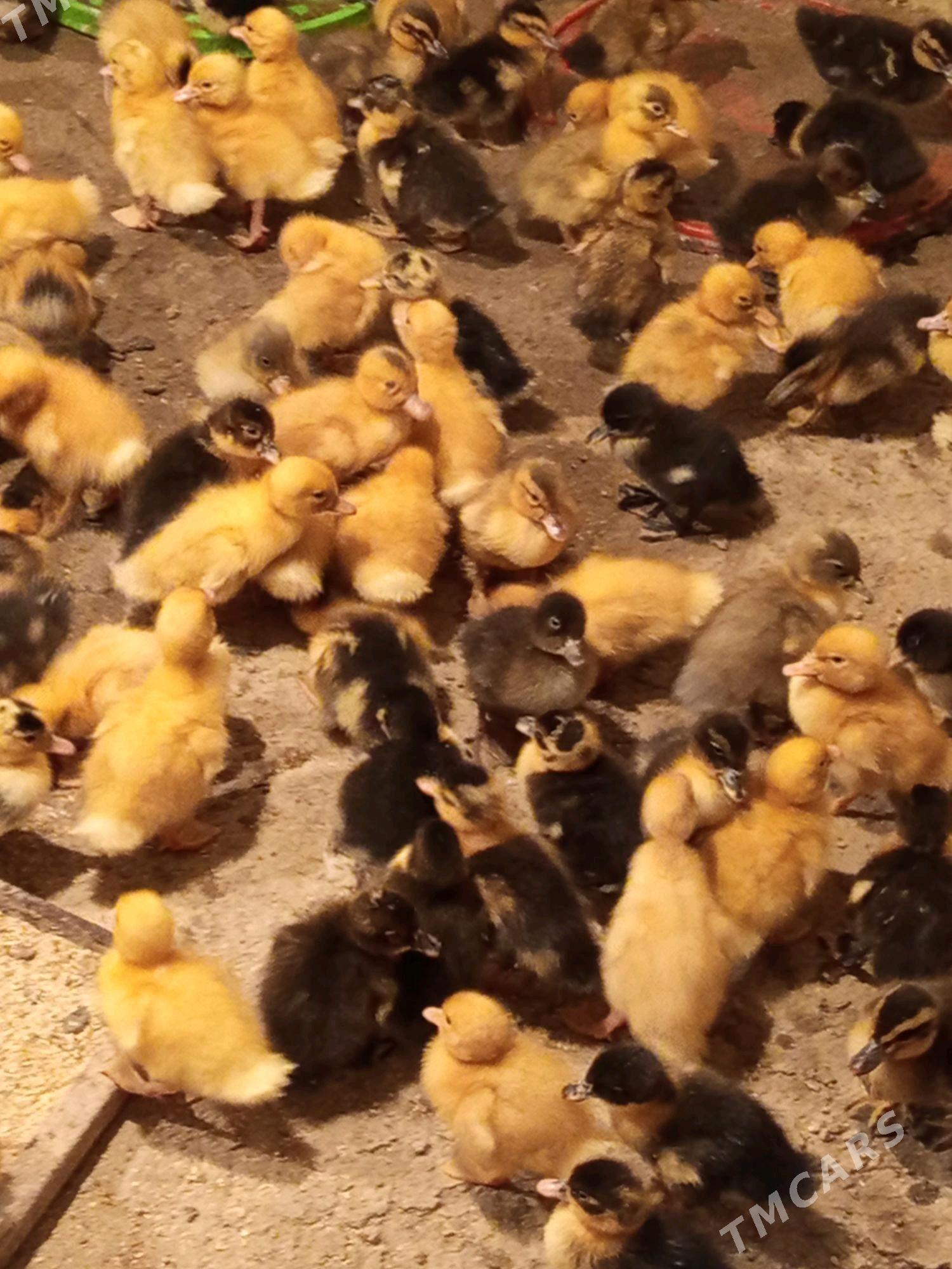 gak gak ördek jüýje - Bereket - img 2