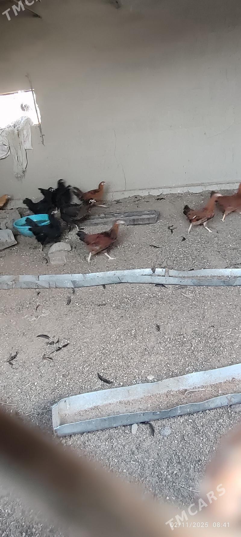 Yasajyk towuklar - Murgap - img 3