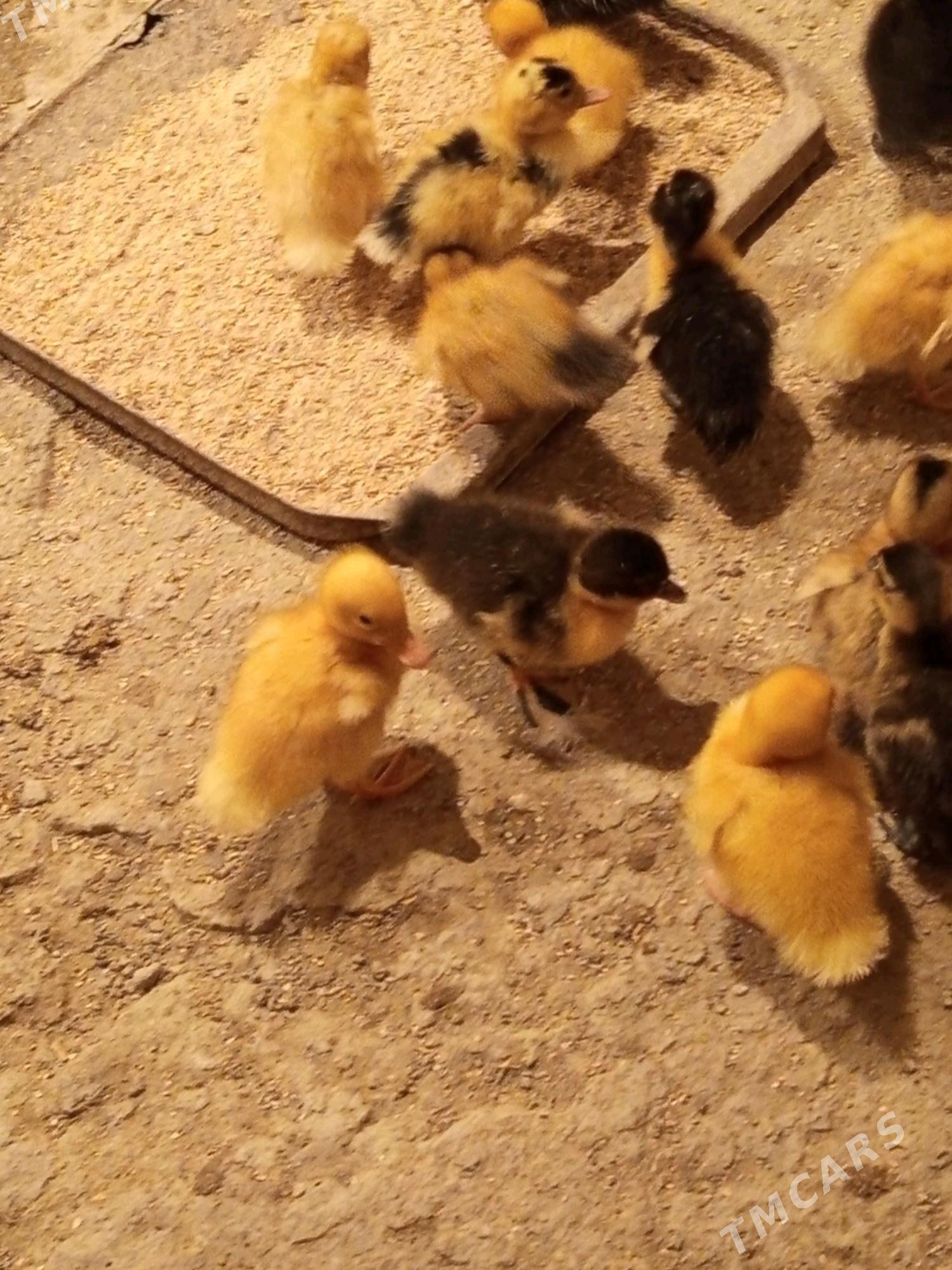 gak gak ördek jüýje - Bereket - img 3