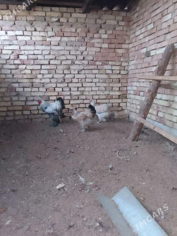 barama - Mary - img 4