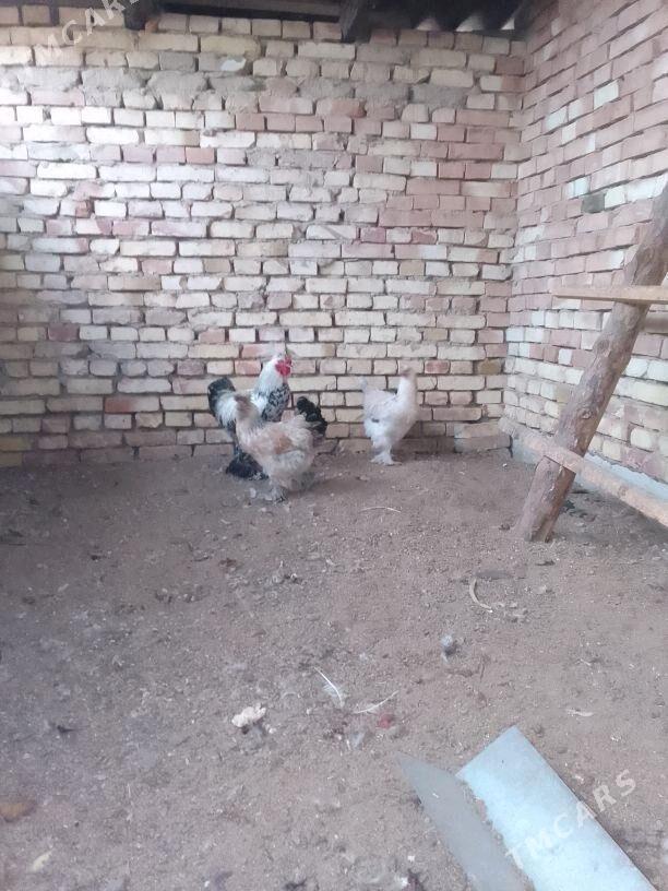 barama - Mary - img 2