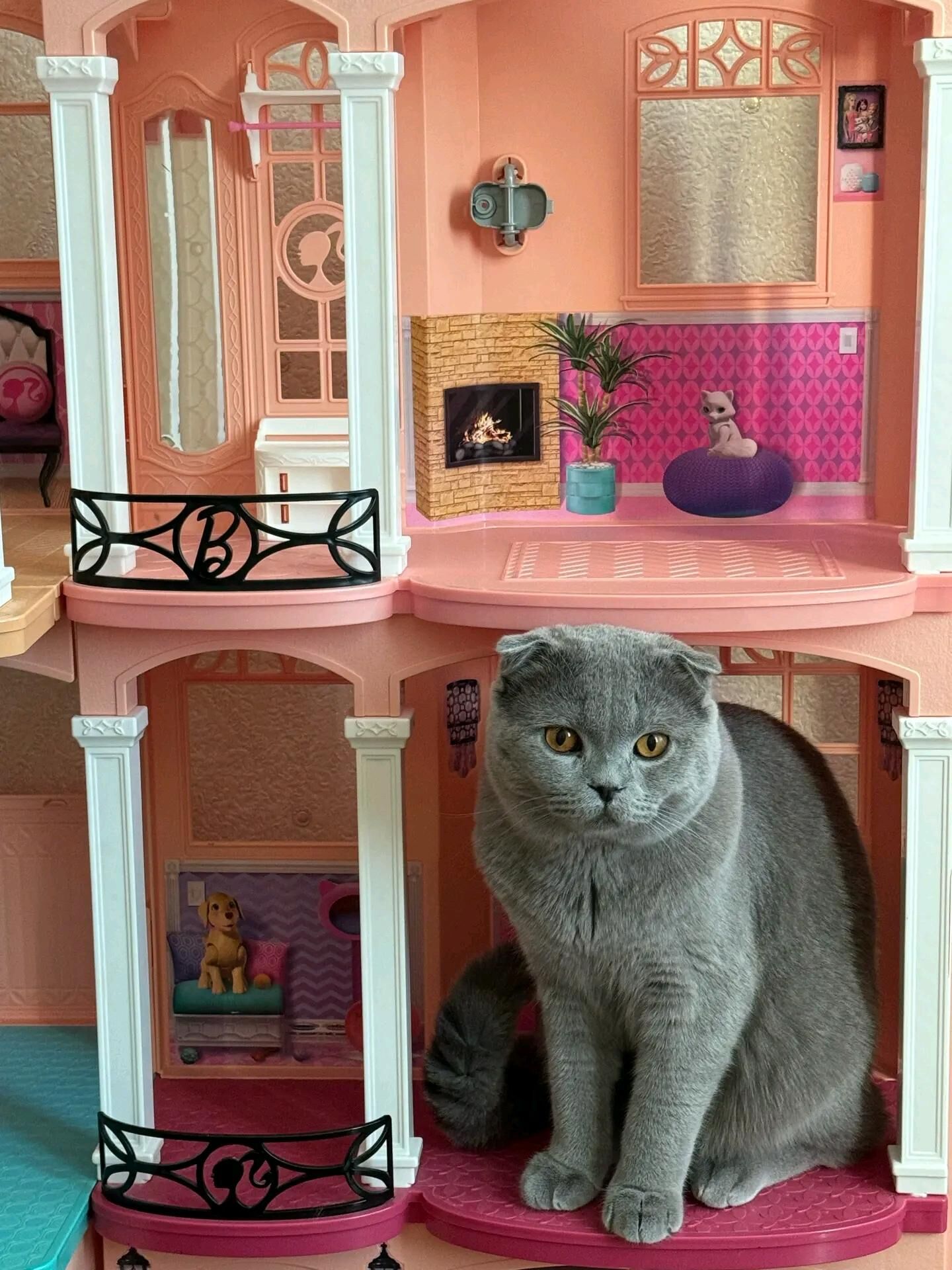 Шотландские котята - Aşgabat - img 4