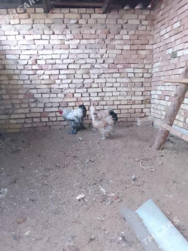 barama - Mary - img 3