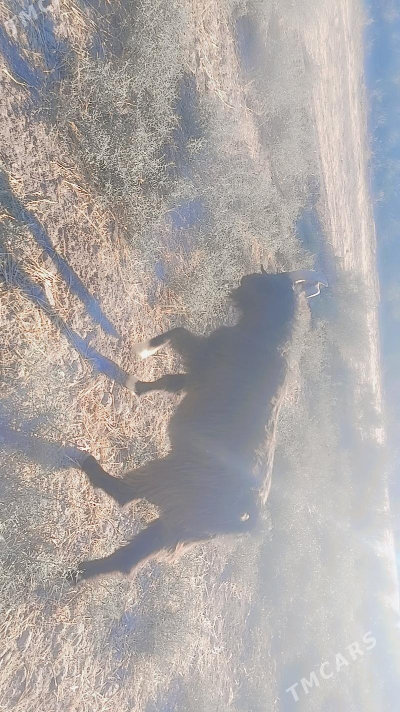 Teke - Акдепе - img 3