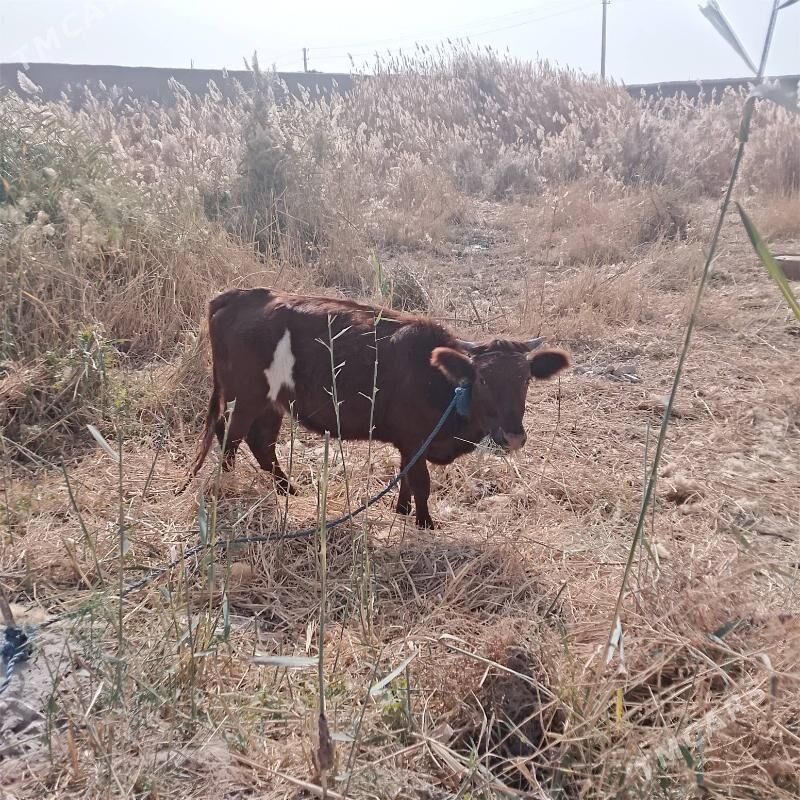 Gaçar - Дашогуз - img 2