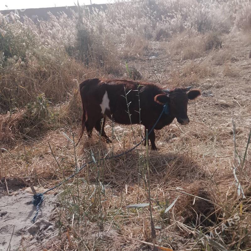 Gaçar - Дашогуз - img 1