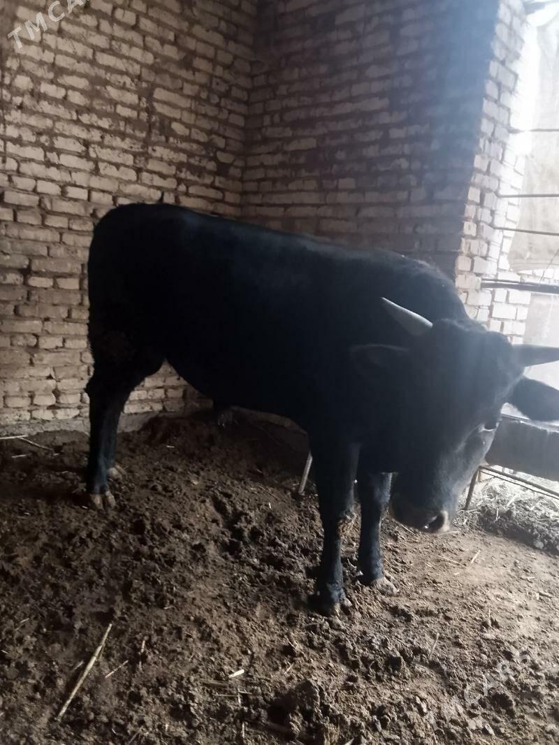 okuz - Мары - img 3