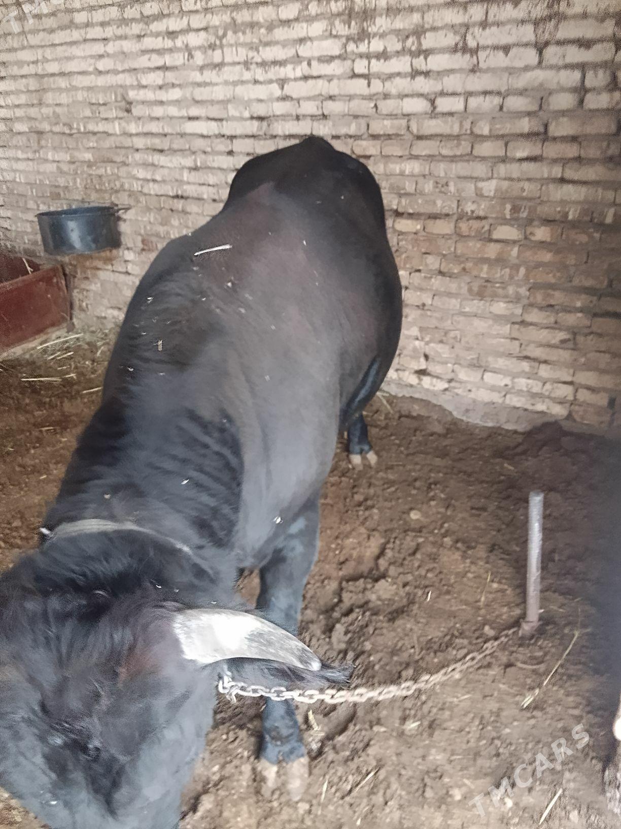 okuz - Мары - img 2