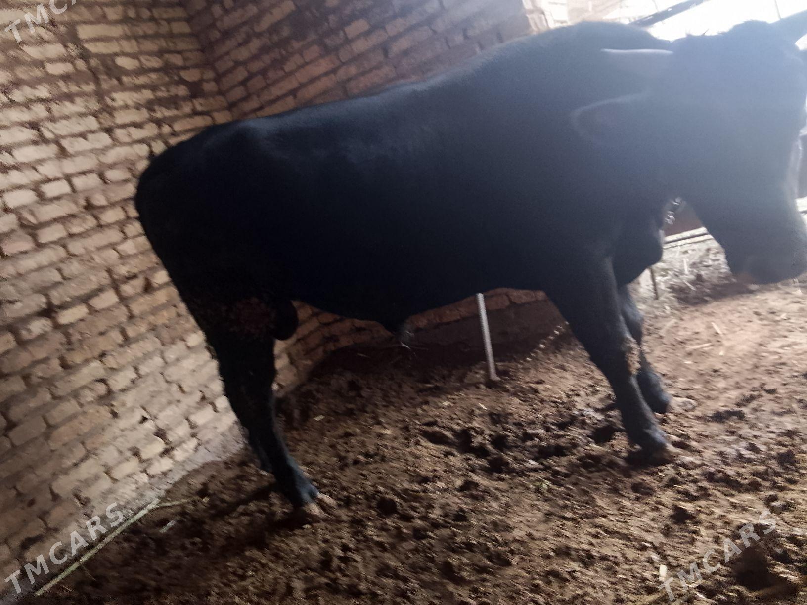 okuz - Мары - img 1