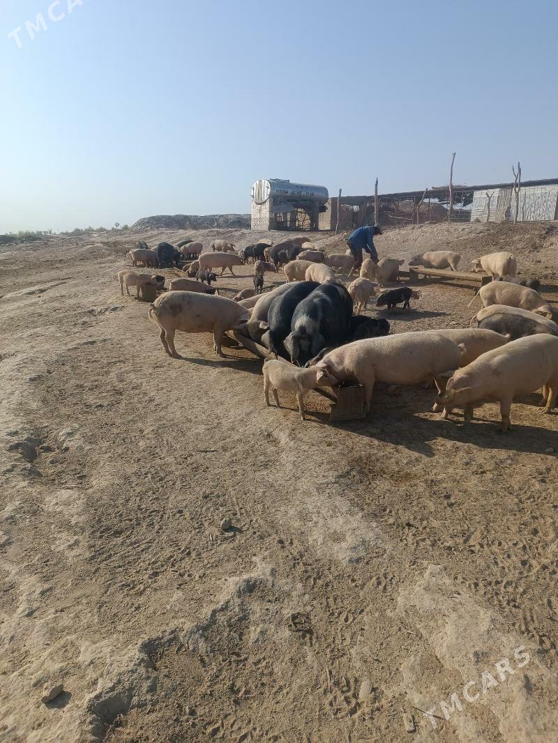 ишгер герек - Türkmenabat - img 2